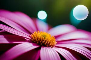 A closeup shot of a raindrop on a make petal, capturing the heavenliness of nature's centers of charmed. AI Generated photo