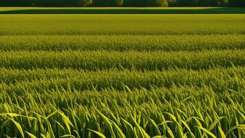 verde columnas de desarrollado maíz en un privado agrario campo. ai generado foto
