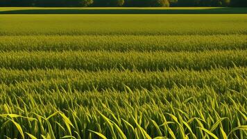 green columns of developed corn on a private agrarian field. photo