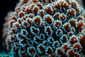 Here is a basic explanation of coral polyps and how they form underwater communities.. Creative resource, AI Generated photo