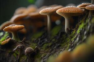 A simple explanation of how fungi and trees are connected beneath the surface in forests.. Creative resource, photo