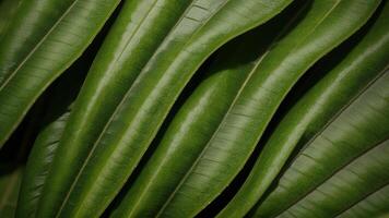 closeup nature see of tropical green monstera leaf establishment. Level lay, progressed establishment standard concept. photo