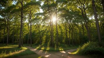 Well off Timberland Canopy. Make an picture of a thick, flooding timberland with daylight sifting through the clears out. photo