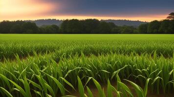 green columns of grown corn on a private agrarian field. photo