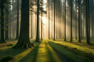 A calm morning see of a foggy timberland with bars of daylight entering through the trees. photo