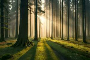 A calm morning see of a foggy timberland with bars of daylight entering through the trees. AI Generated photo