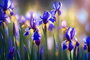 Pretty flowers called irises are a wonderful way to celebrate March 8. They are shown against a background that is colorful and blurry, making it look like a dream.. Creative resource, photo