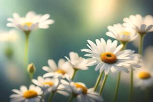 Beautiful daisies, a special tribute for Mother's Day, displayed in a soft and blurry background.. Creative resource, photo