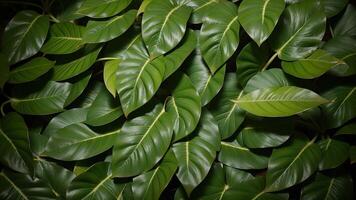 closeup nature see of tropical green monstera leaf establishment. Level lay, progressed establishment standard concept. photo