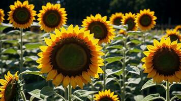 Closeup shot of a sunflower with a field of unmistakable on the surface. AI Generated photo