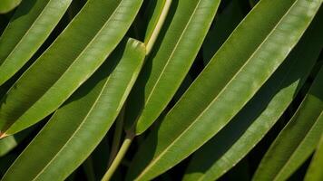 closeup nature see of tropical green monstera leaf establishment. Level lay, progressed establishment standard concept. photo