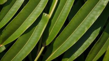 closeup nature see of tropical green monstera leaf establishment. Level lay, progressed establishment standard concept. AI Generated photo