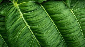 Close-up of large elephant ear leaf photo