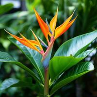 pájaro de paraíso hojas con naranja flor foto