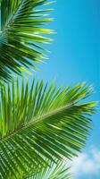 Vibrant green palm leaves against blue sky photo