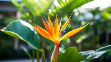 pájaro de paraíso hojas con naranja flor foto