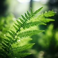 Fern leaves in soft focus with bokeh background photo