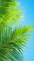 Vibrant green palm leaves against blue sky photo