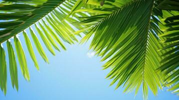 Vibrant green palm leaves against blue sky photo