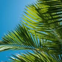 vibrante verde palma hojas en contra azul cielo foto