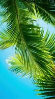 Vibrant green palm leaves against blue sky photo