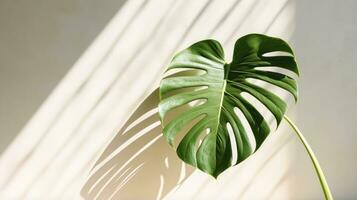 Monstera leaf with sunlight casting shadow photo