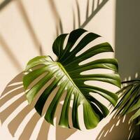 Monstera leaf with sunlight casting shadow photo