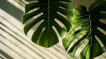 Monstera leaf with sunlight casting shadow photo