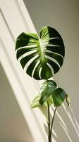 Monstera leaf with sunlight casting shadow photo