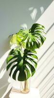 Monstera leaf with sunlight casting shadow photo