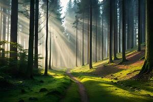 A calm morning see of a foggy timberland with bars of sunshine entering through the trees. AI Generated photo