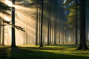 A calm morning see of a foggy timberland with bars of sunshine entering through the trees. AI Generated photo