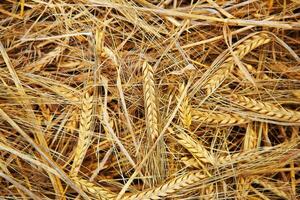 Close up of wheat nice detail background photo