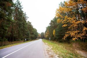 the road that passes through the pine forest in autumn photo