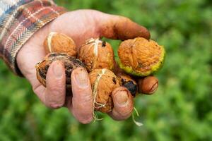 A man holds a whole walnut in his hands. Harvesting. Whole walnut, healthy organic food concept. photo