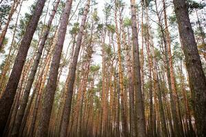 hermosa denso pino bosque en otoño foto