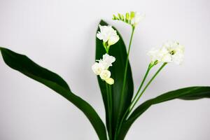 Beautiful composition with fresh freesia in a vase on the table, close-up photo