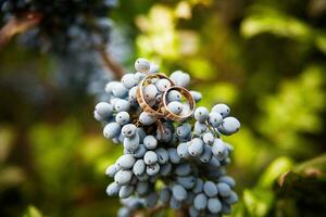 racimos de uvas azules y anillos de boda foto