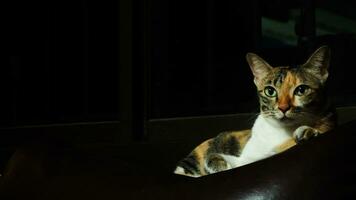 Cat on the sofa in the dark room. Selective focus. photo