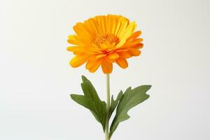 Calendula flower isolated on white background. Marigold. Ai Generated photo