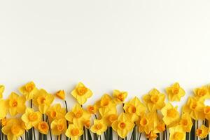 Beautiful daffodils on white background, top view. Space for text Ai Generated photo