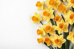 Beautiful daffodils on white background, top view. Space for text Ai Generated photo
