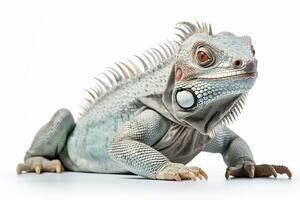 Iguana isolated on white background. Close up. Studio shot. Ai Generated photo
