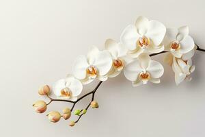 White orchid flowers on white background. Flat lay, top view Ai Generated photo