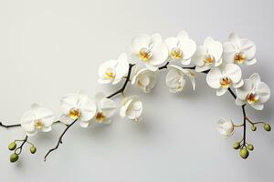 White orchid flowers on white background. Flat lay, top view Ai Generated photo