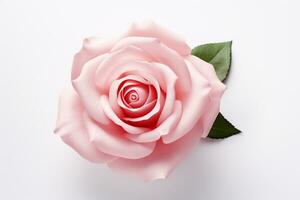 Beautiful pink rose on white background. Studio shot. Isolated. Ai Generated photo