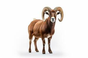 Mouflon isolated on a white background. 3d rendering. Ai Generated photo