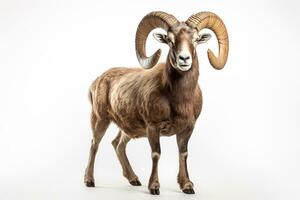 Mouflon isolated on a white background. 3d rendering. Ai Generated photo