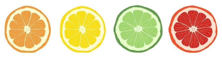 Set of citrus slices of lime, orange, grapefruit vector