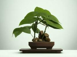 Beautiful expensive bonsai tree on white background ai generated photo